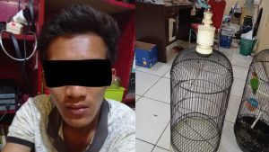 Maling Burung Love Bird Warga Batik Nau Diamankan Polres Bengkulu Utara