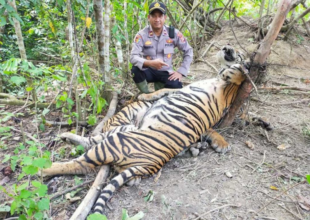 Dua Ekor Harimau Sumatera Ditemukan Mati Terjerat