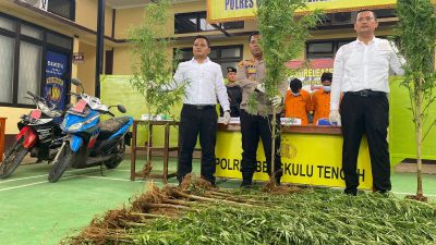 Pemilik 32 Batang Ganja Di Kepahiang Berhasil Ditangkap Polres Bengkulu Tengah, Pelaku Terancam 20 Tahun Penjara