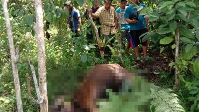 Ternak Warga Desa Taba Tembilang Bengkulu Utara Diduga Dimangsa Harimau Sumatera