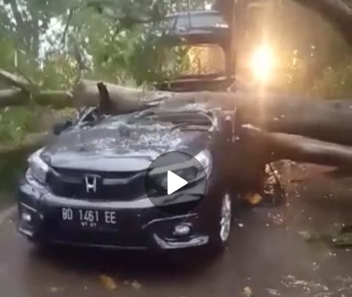 Tragis! Pohon Tumbang Timpa Satu Unit Mobil, Dua Orang Dilaporkan Meninggal Dunia