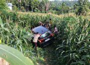 Gegara Hindari Ular di Jalan Mobil Calya Nyungsep ke Kebun Jagung