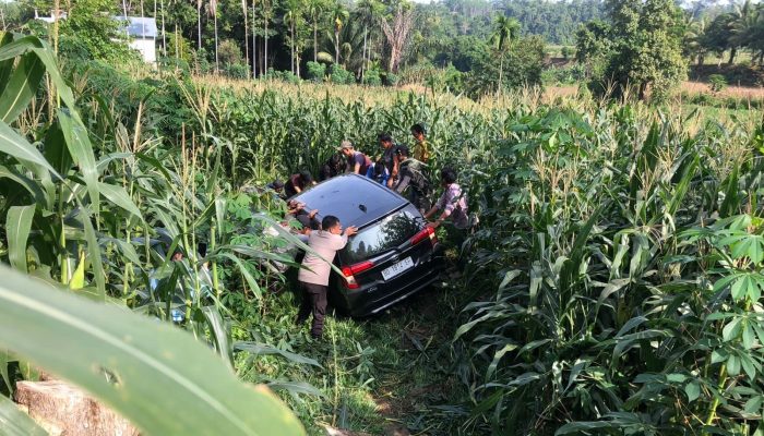 Gegara Hindari Ular di Jalan Mobil Calya Nyungsep ke Kebun Jagung