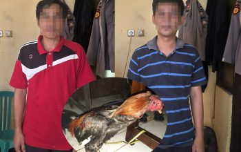 Oknum ASN dan Mantan ASN di Bengkulu Utara Ditetapkan Sebagai Tersangka Judi Sabung Ayam