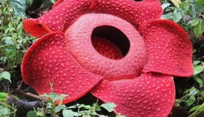 Menelisik Keajaiban Bengkulu Dengan Warisan Alam, Sejarah, dan Budaya, Ada Juga Jenis Tumbuhan Yang Memecahkan Rekor Dunia