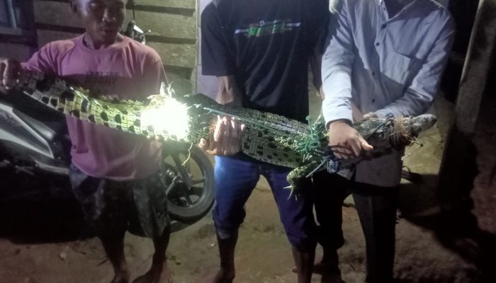 Warga Beramai-ramai Tangkap Buaya Masuk Pemukiman di Mesuji