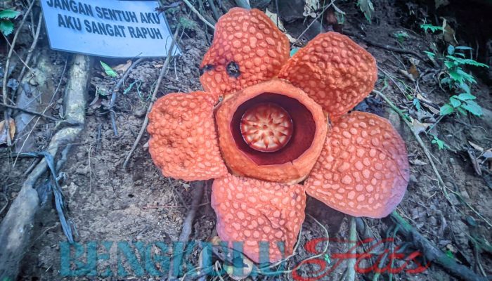 Bunga Rafflesia Gadutensis Kembali Mekar di Kemumu Bengkulu Utara