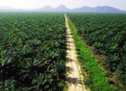 Satgas PKH Bengkulu Utara: Harapan Baru untuk Masyarakat dan Kelestarian Hutan