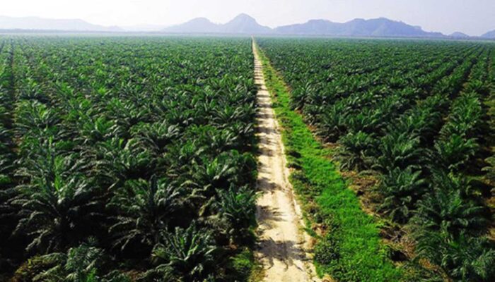 Satgas PKH Bengkulu Utara: Harapan Baru untuk Masyarakat dan Kelestarian Hutan