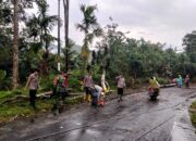 Pohon Tumbang Akibat Hujan dan Angin Kencang, Polsek Lebong Selatan Sigap Amankan Jalan.