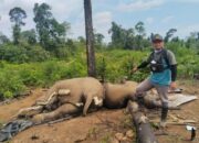 Kapolda Bengkulu Perintahkan Jajarannya Selidiki Penyebab Kematian Dua Gajah
