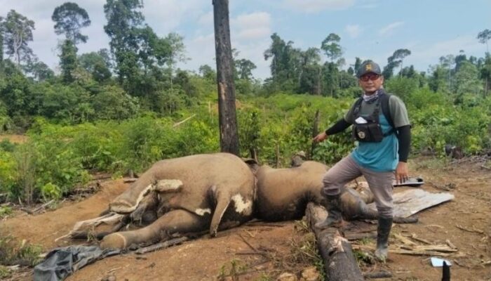 Kapolda Bengkulu Perintahkan Jajarannya Selidiki Penyebab Kematian Dua Gajah