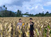 Dukung Ketahanan Pangan, Bhabinkamtibmas Polsek Lebong Utara Pantau Jagung Siap Panen Raya