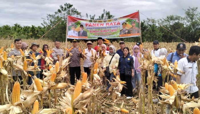 Panen Raya Jagung Kuartal I, Polsek Lebong Utara Dukung Program Ketahanan Pangan Nasional