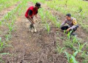 Bhabinkamtibmas Polsek Lebong Atas Lakukan Pendampingan dan Monitoring Tanaman Jagung Dukung Ketahanan Pangan Nasional