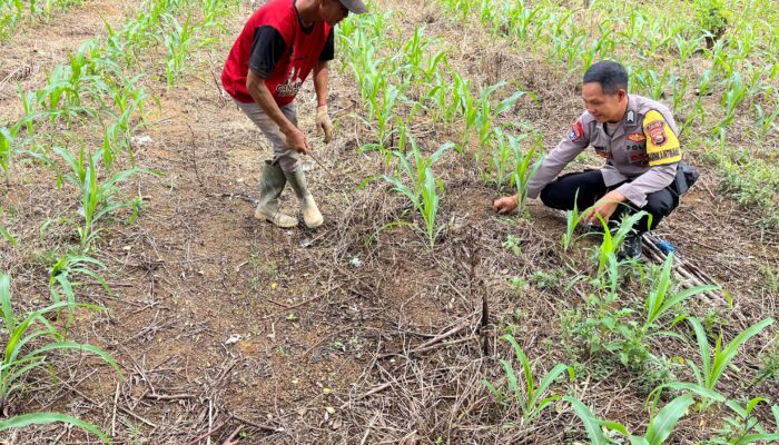 Bhabinkamtibmas Polsek Lebong Atas Lakukan Pendampingan dan Monitoring Tanaman Jagung Dukung Ketahanan Pangan Nasional
