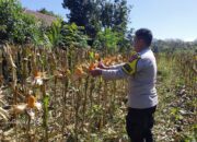 Jelang Panen, Bhabinkamtibmas Cek Perkembangan Jagung Warga