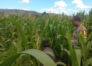 Bhabinkamtibmas Turun ke Lahan, Pastikan Jagung Tumbuh Optimal