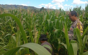 Bhabinkamtibmas Turun ke Lahan, Pastikan Jagung Tumbuh Optimal