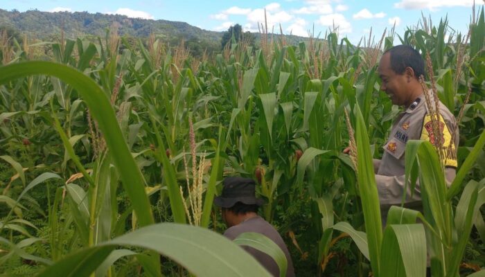 Bhabinkamtibmas Turun ke Lahan, Pastikan Jagung Tumbuh Optimal