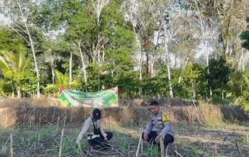 Pendampingan Jagung Warga, Wujud Dukungan Ketahanan Pangan