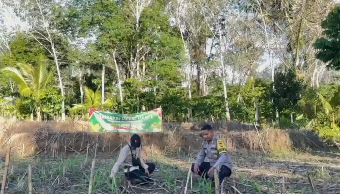Pendampingan Jagung Warga, Wujud Dukungan Ketahanan Pangan