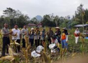 Bhabinkamtibmas Dampingi Panen Jagung, Dukung Ketahanan Pangan Nasional