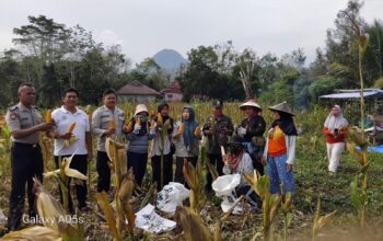 Bhabinkamtibmas Dampingi Panen Jagung, Dukung Ketahanan Pangan Nasional