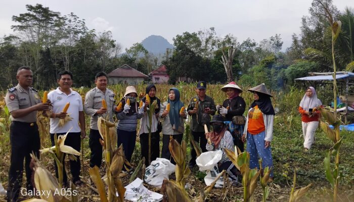 Bhabinkamtibmas Dampingi Panen Jagung, Dukung Ketahanan Pangan Nasional