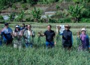 Satgas Pangan Polri Perkuat Swasembada Bawang Putih, Lahan Tanam di Sembalun Capai 534 Hektare