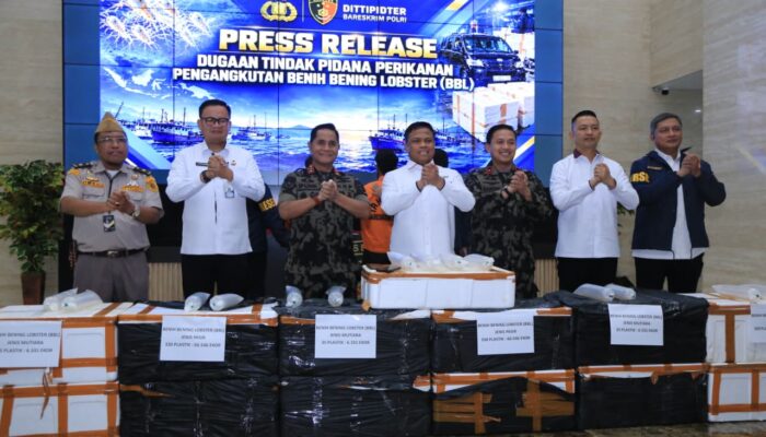 Polri Ungkap Jaringan Penyelundupan Baby Lobster Lintas Negara, Dua Pelaku Ditangkap