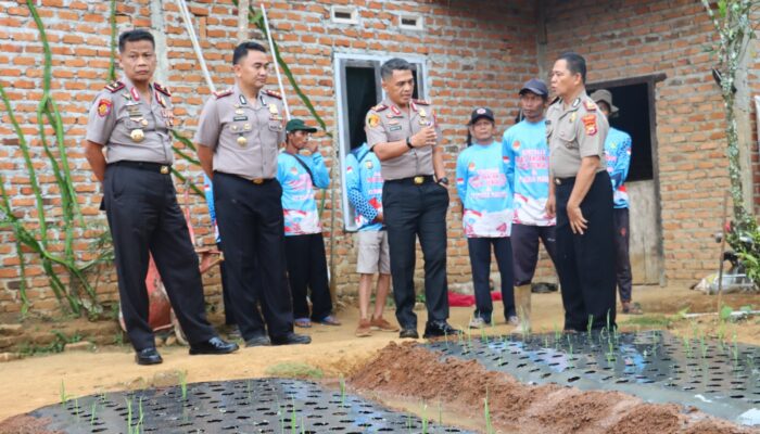 Dukung Swasembada Bawang Putih, Kapolda Bengkulu Cek Demplot Varietas Sangga Sembalun di Lebong